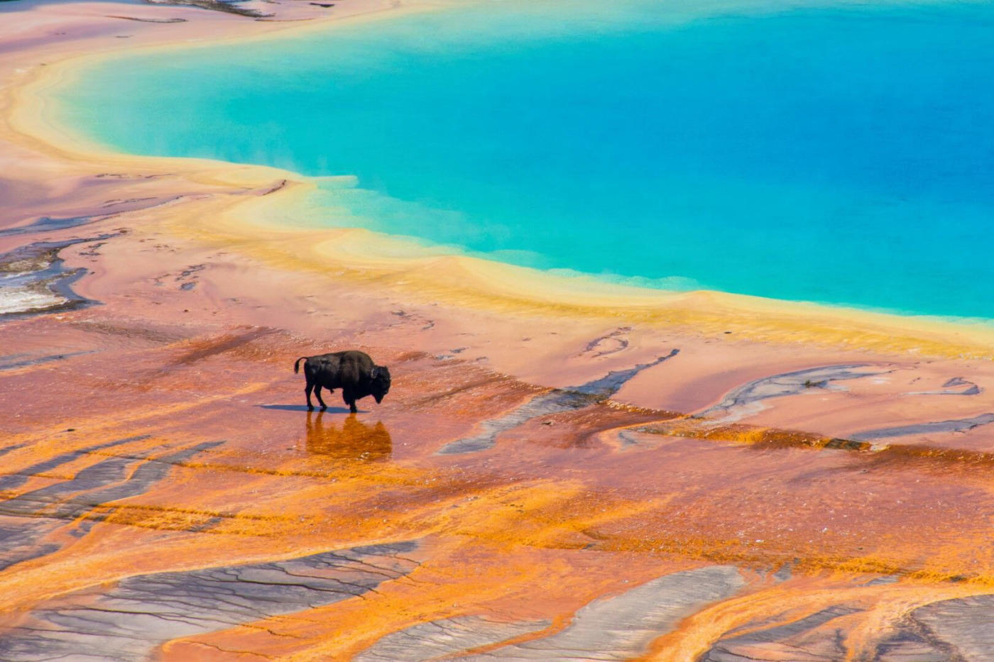 Yellowstone – Cody
