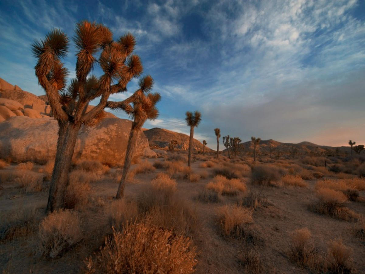 Treasures of the West: Joshua Tree, Horseshoe Bend, Mammoth Lakes and Yosemite