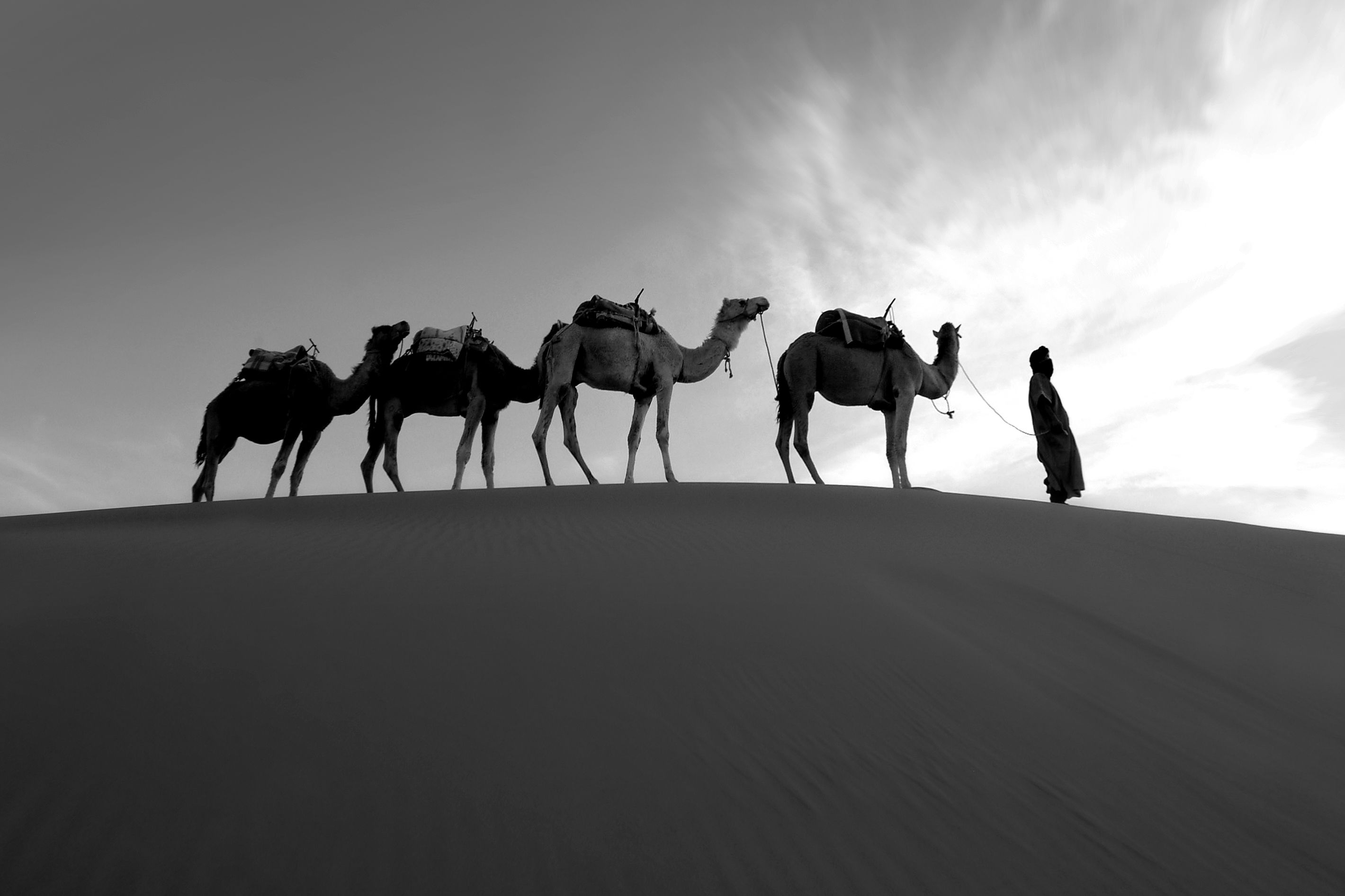 El desierto del Sahara — photo 2