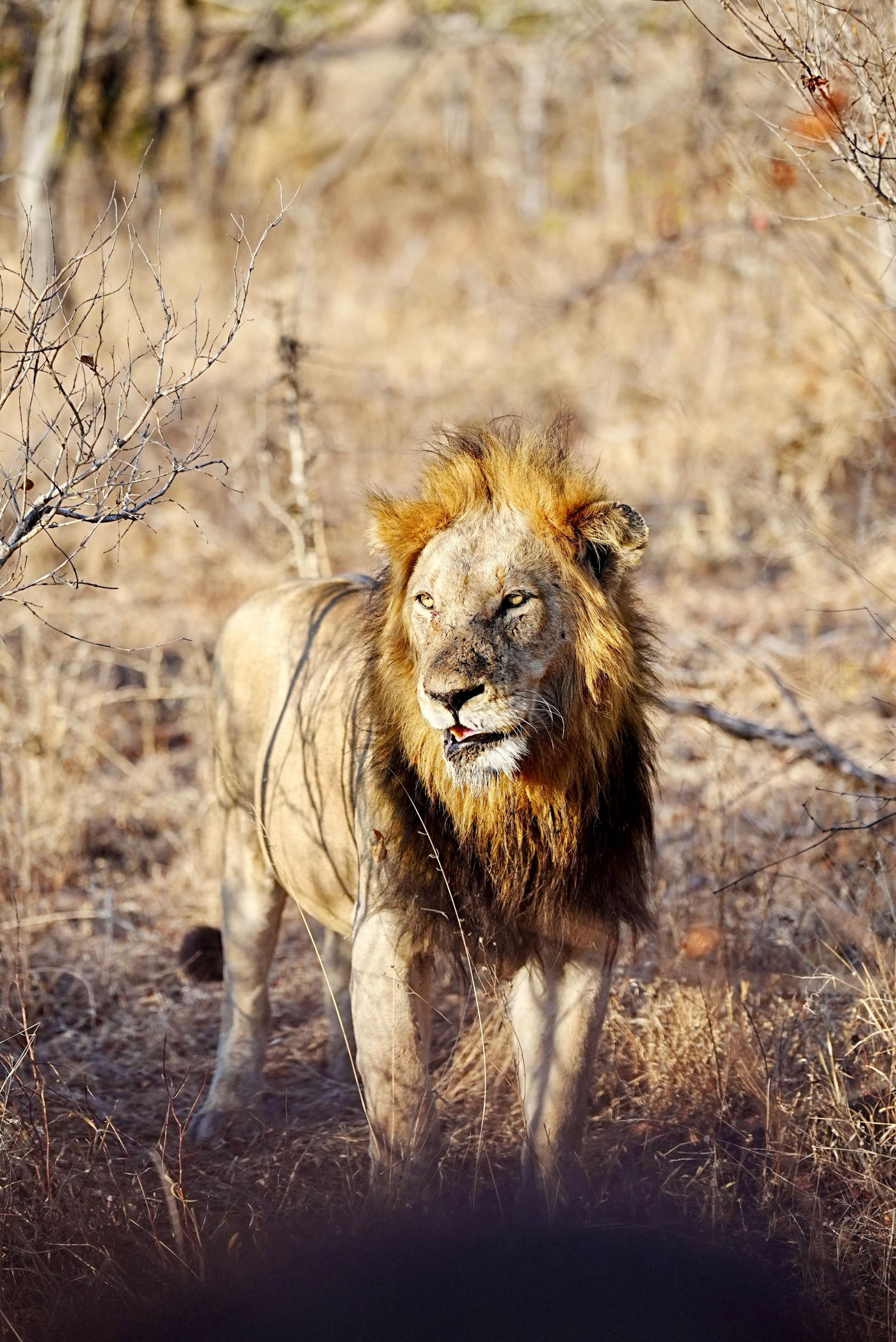 De Ciudad del Cabo al Kruger: viñedos y safari — photo 6