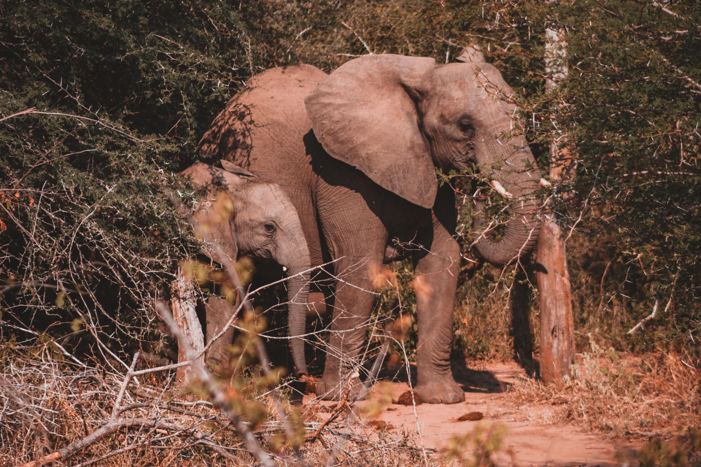 De Ciudad del Cabo al Kruger: viñedos y safari — photo 7