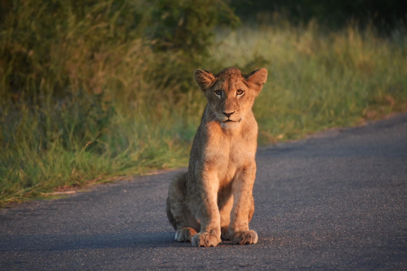 De Ciudad del Cabo al Kruger: viñedos y safari — photo 1