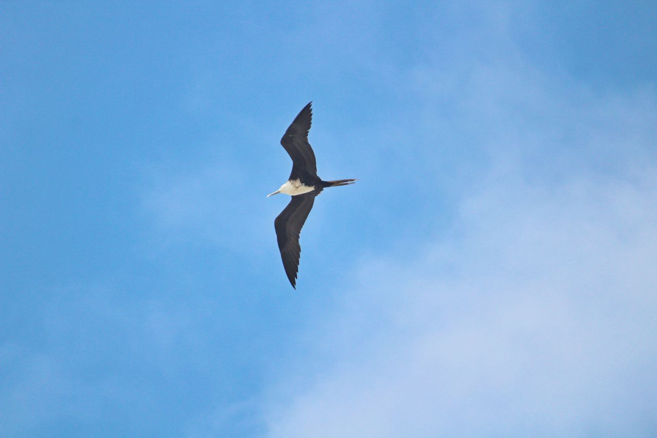 English Harbour to Barbuda — photo 5