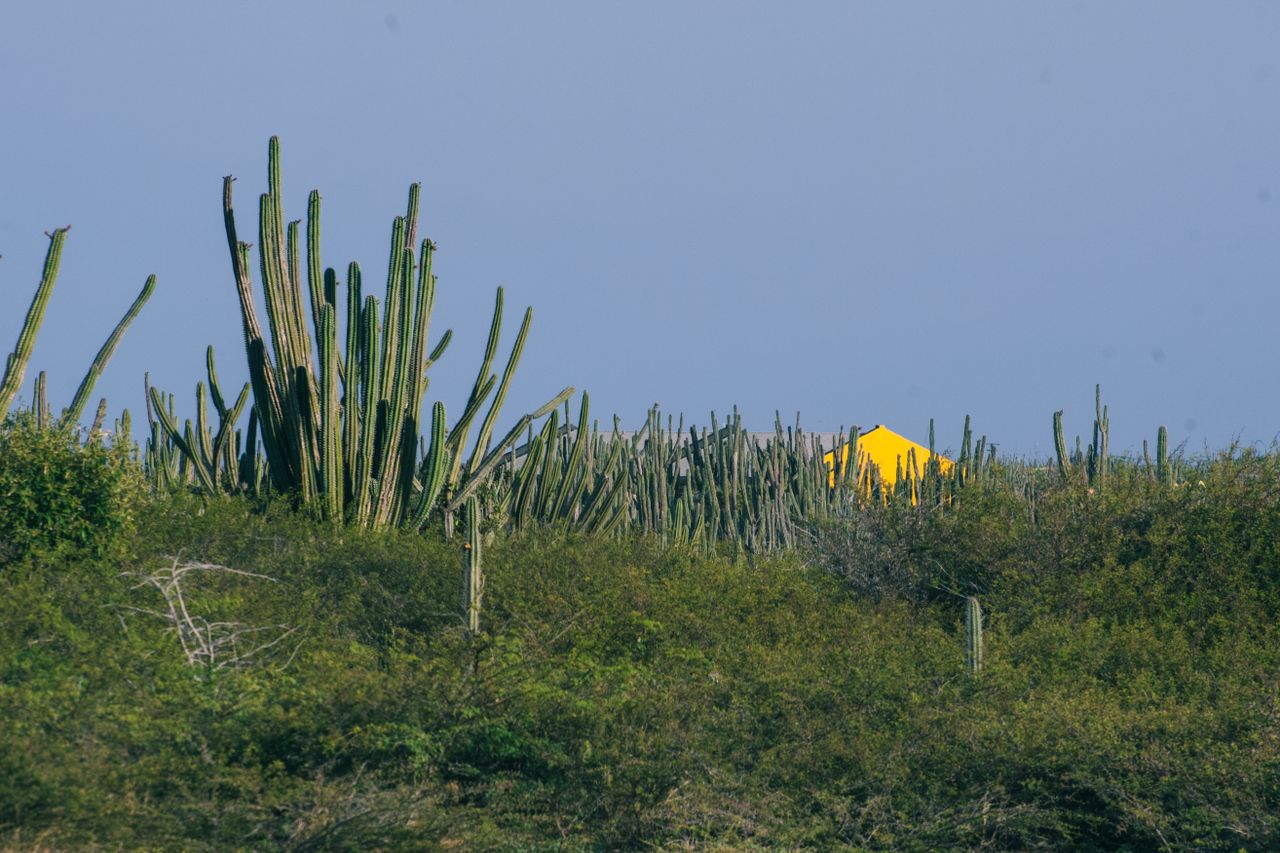 Oranjestad to Arikok — photo 5