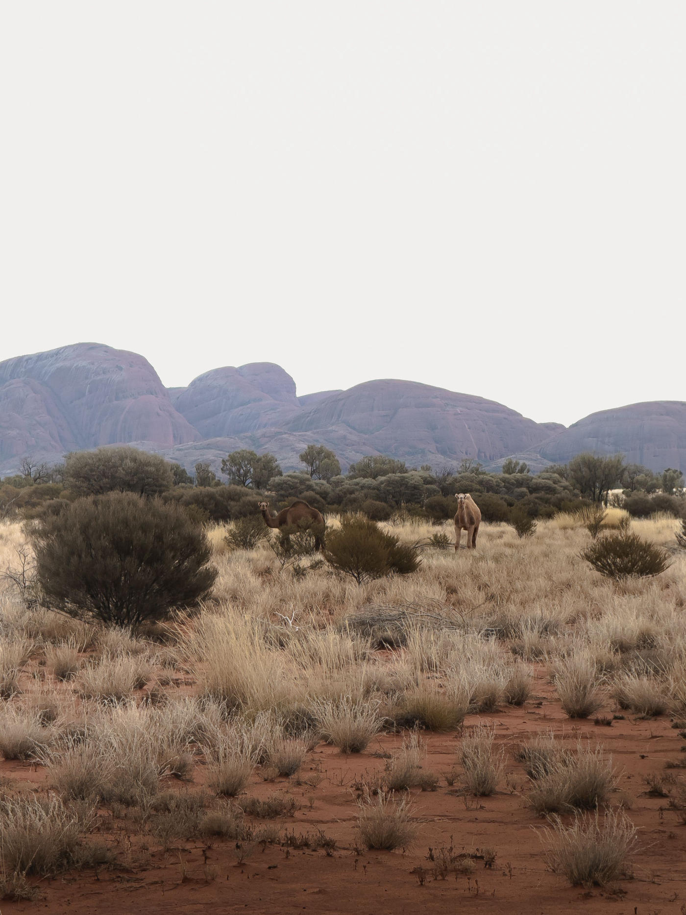 De Sídney a Uluru: costa y el Outback rojo — photo 7