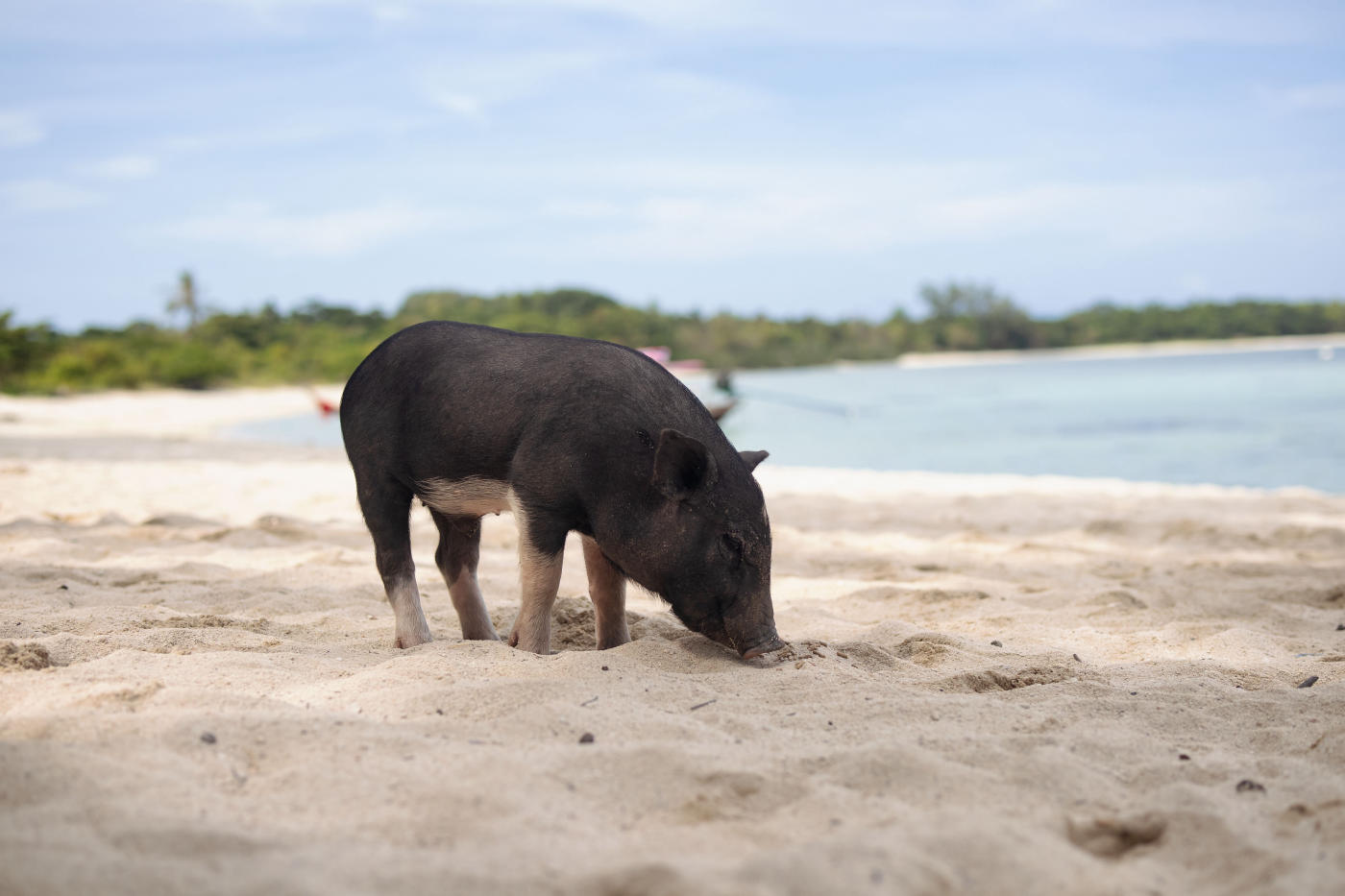 De Nassau a las Exumas: playas e islas desiertas — photo 6