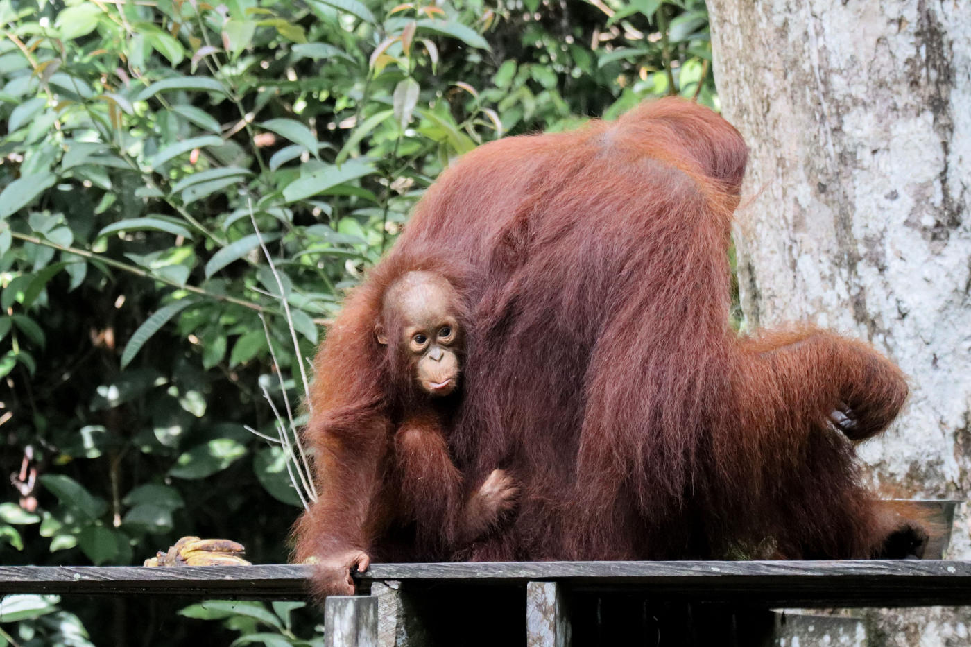 Kota Kinabalu to the Kinabatangan River — photo 4