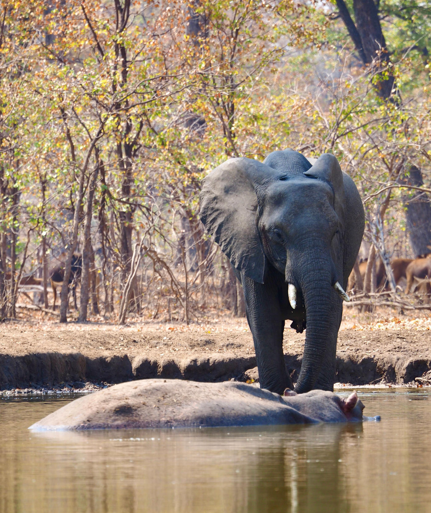 Le delta de l'Okavango en mokoro — photo 5