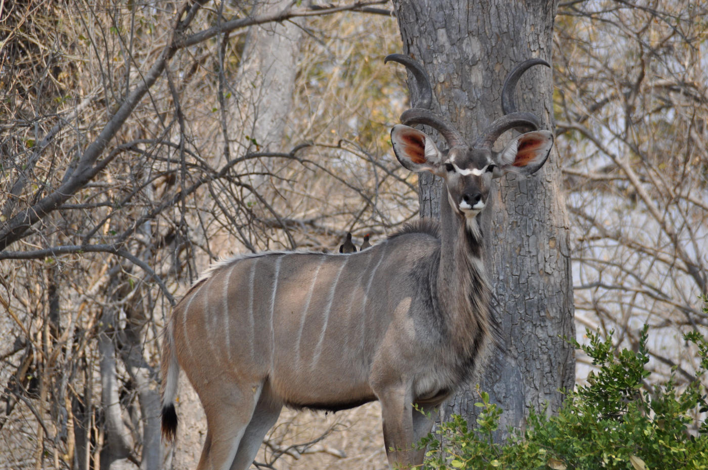 Le delta de l'Okavango en mokoro — photo 7