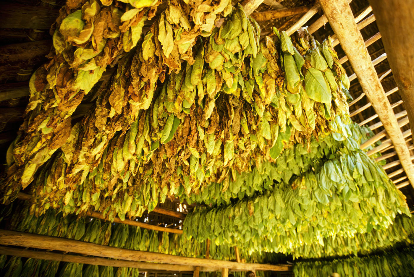 De La Habana a Viñales: piedra antigua y plantaciones de tabaco — photo 7