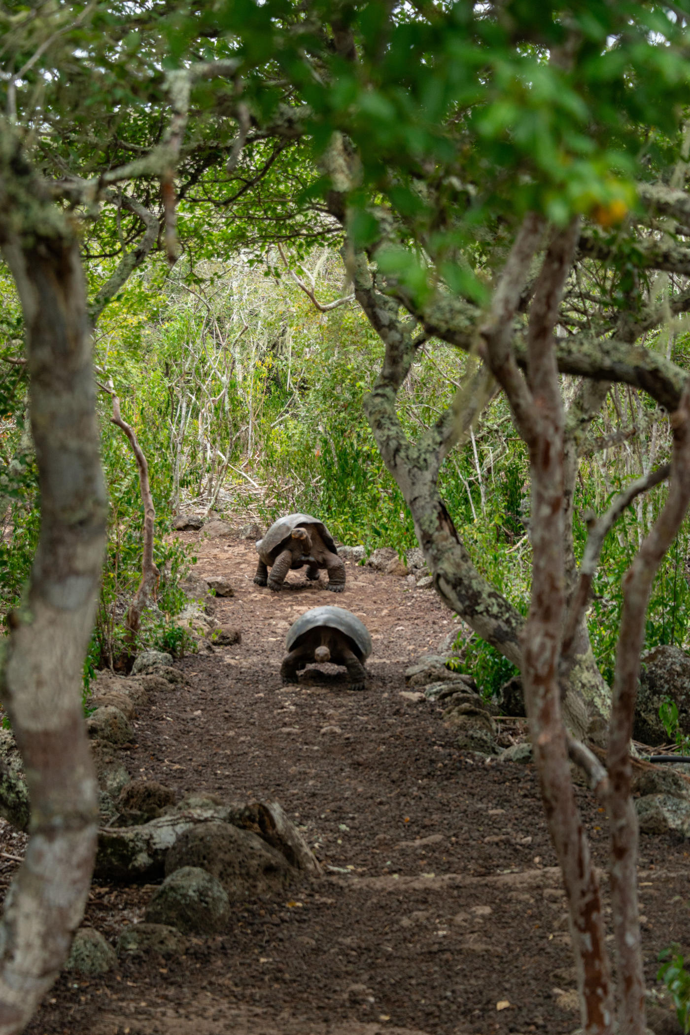 Quito to the Galápagos — photo 5