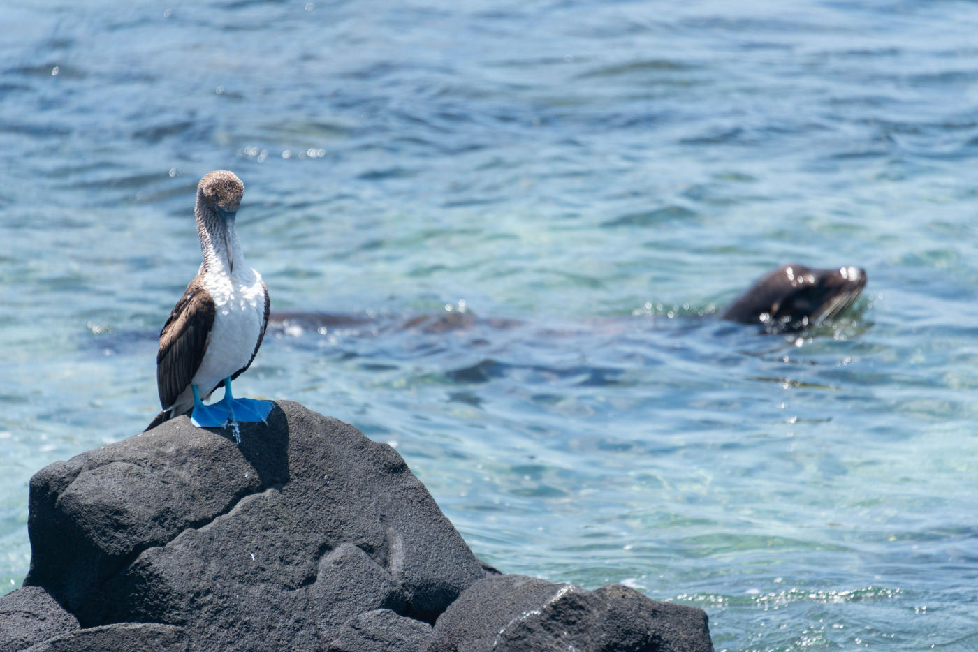 Quito to the Galápagos — photo 6