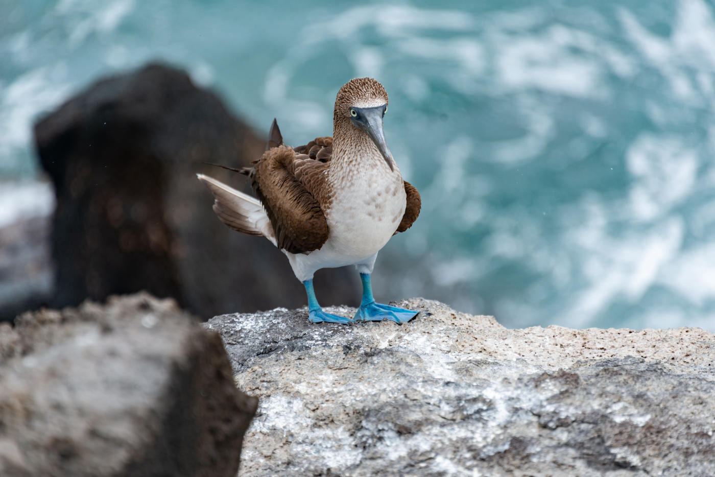 Quito to the Galápagos — photo 7