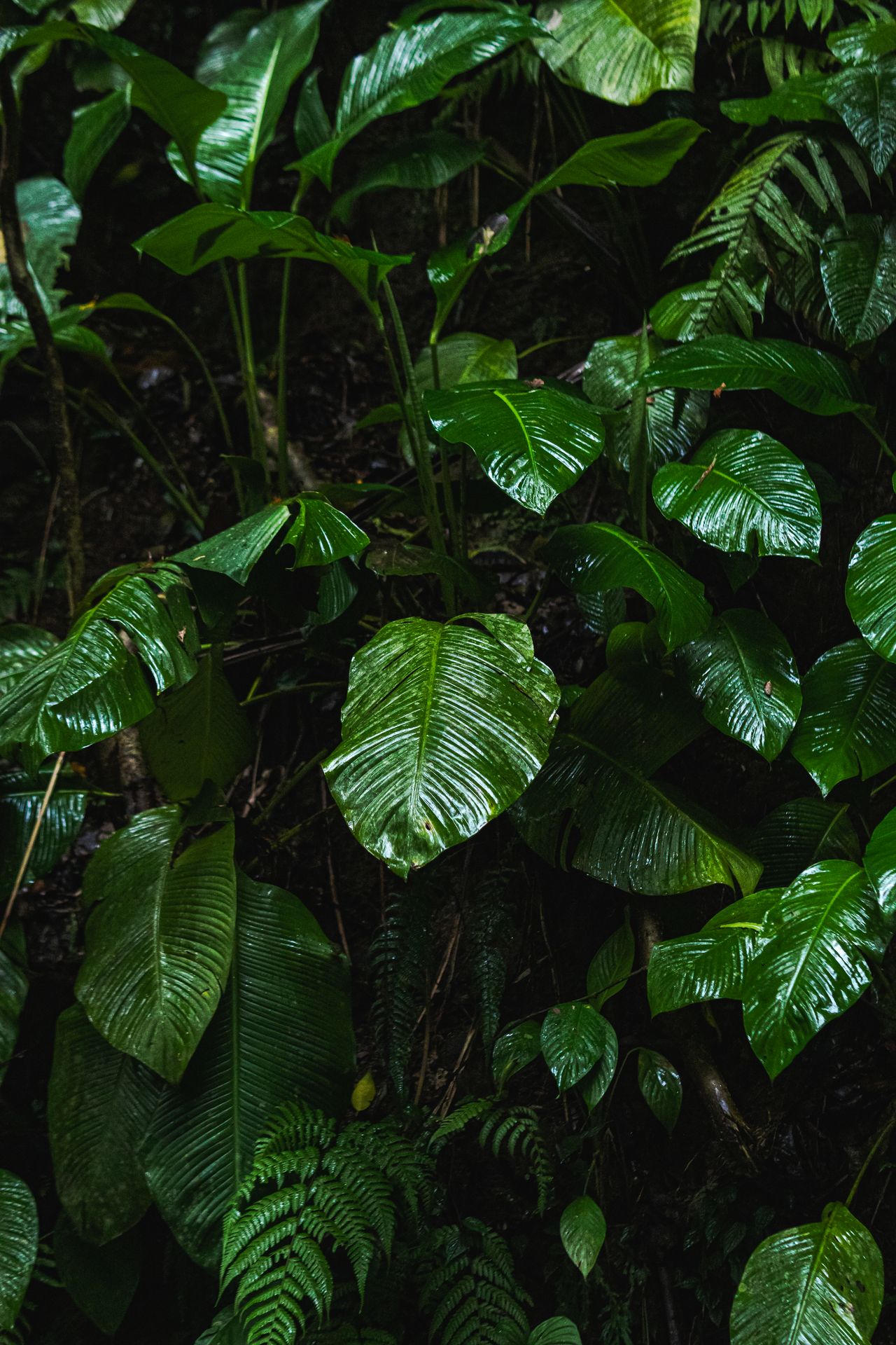 Saint-Georges à Grand Anse — photo 4