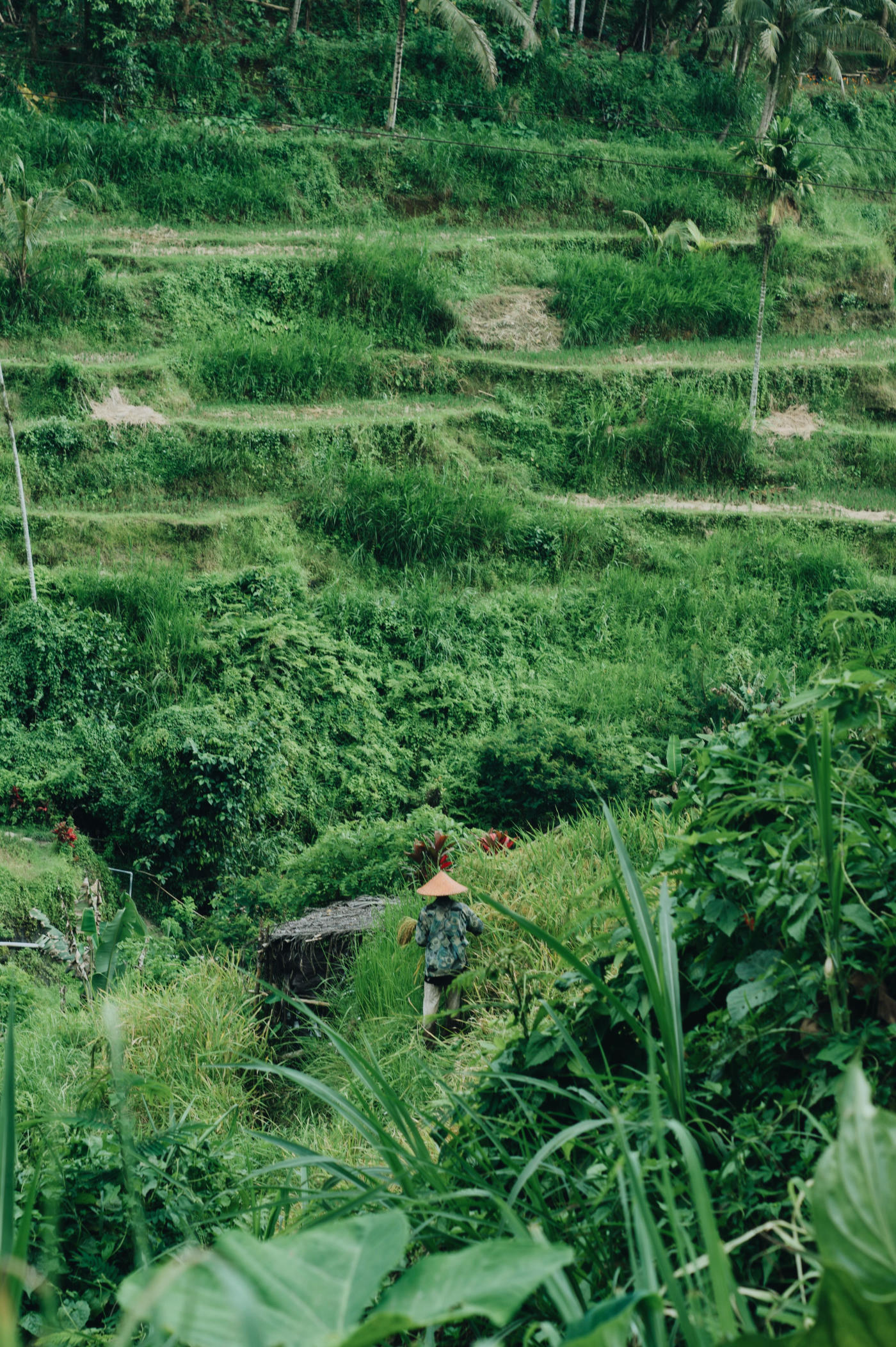 Ubud to Uluwatu: Rice Paddies and Cliffs of Bali — photo 4