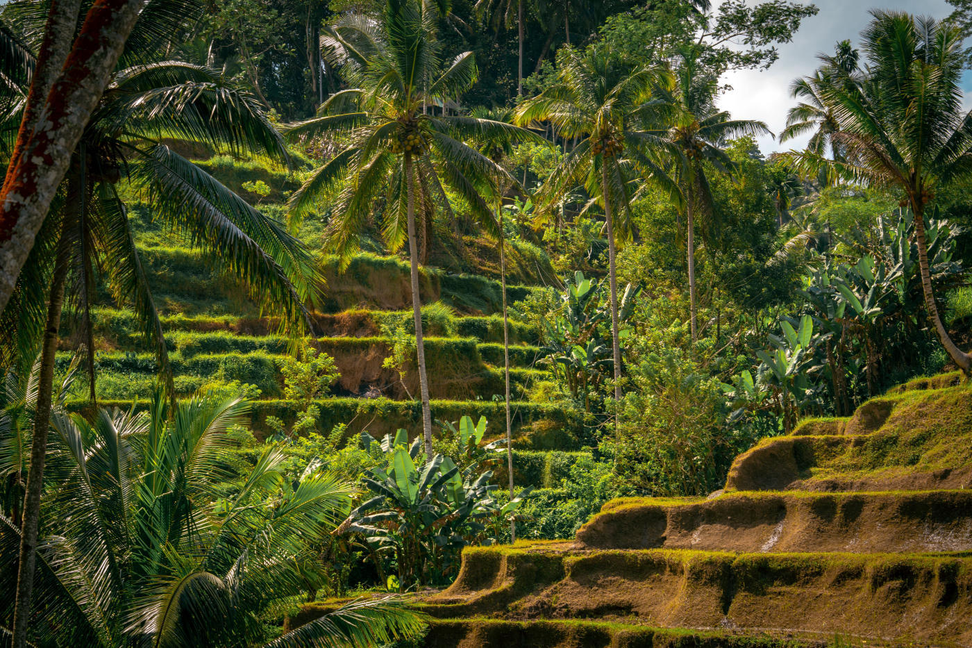 Ubud to Uluwatu: Rice Paddies and Cliffs of Bali — photo 5