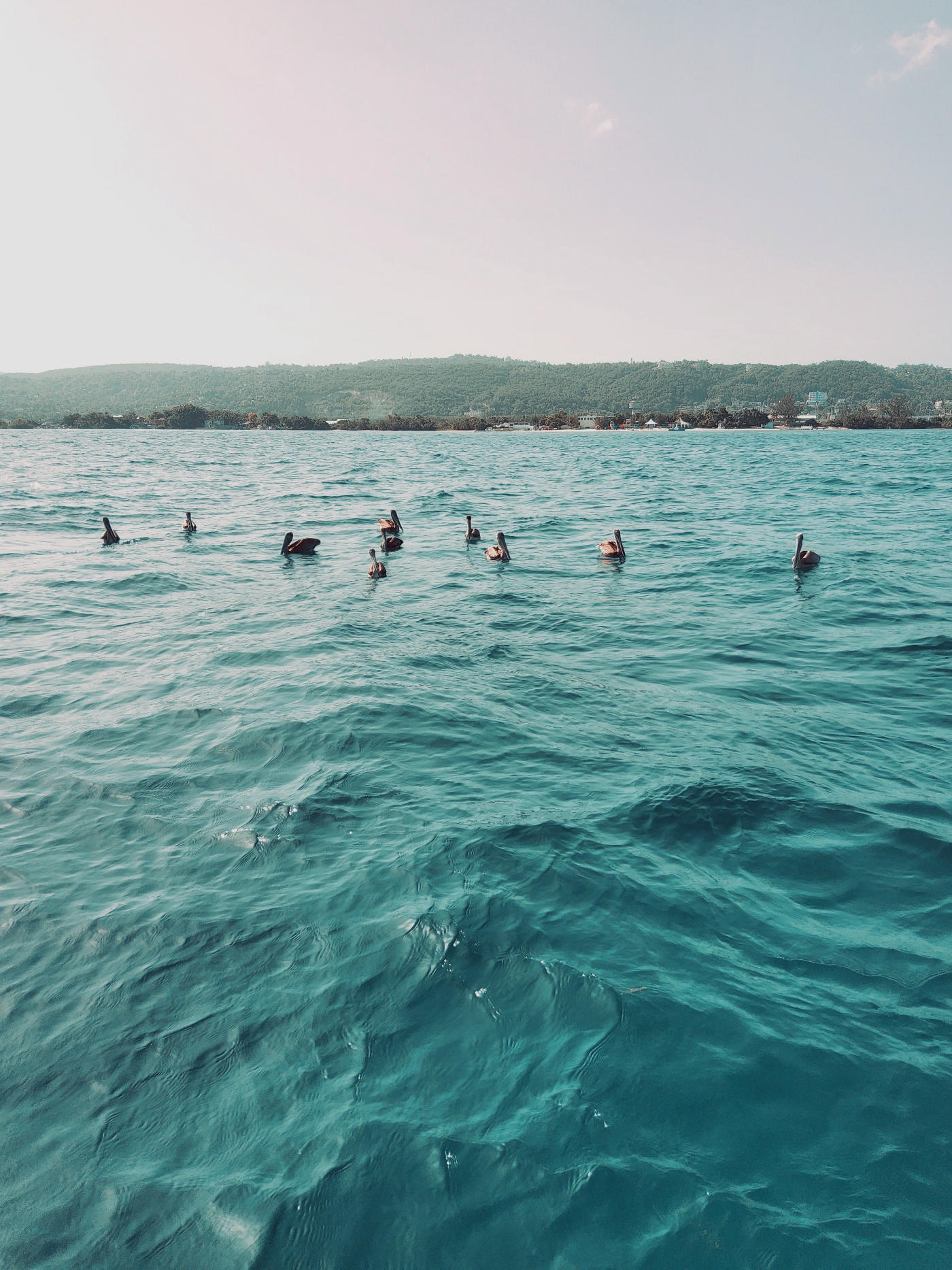 De Montego Bay a las Montañas Azules — photo 4