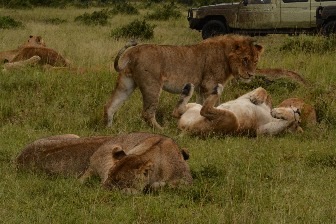 Kenya : la grande migration — photo 3