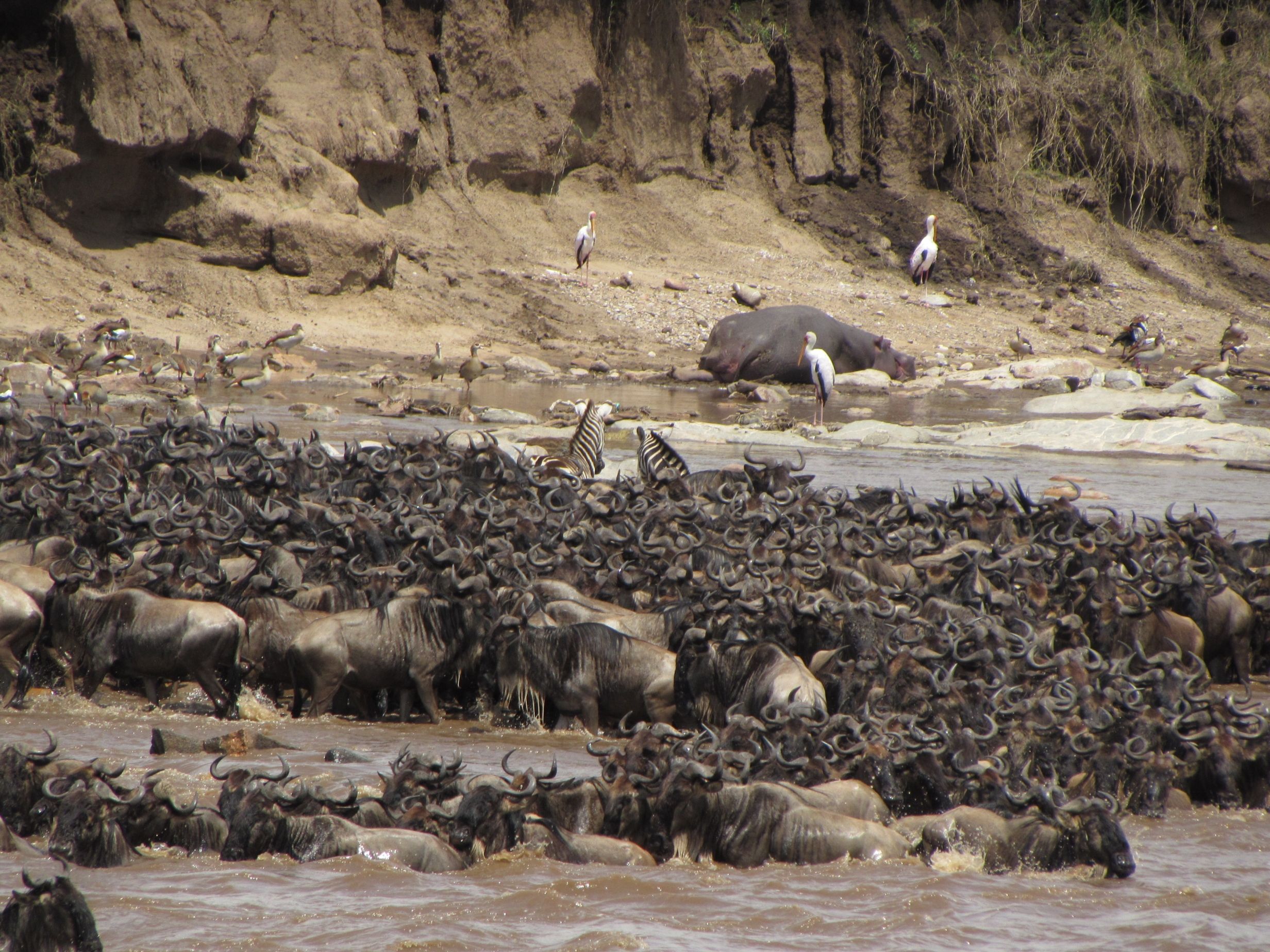 Kenya : la grande migration — photo 4