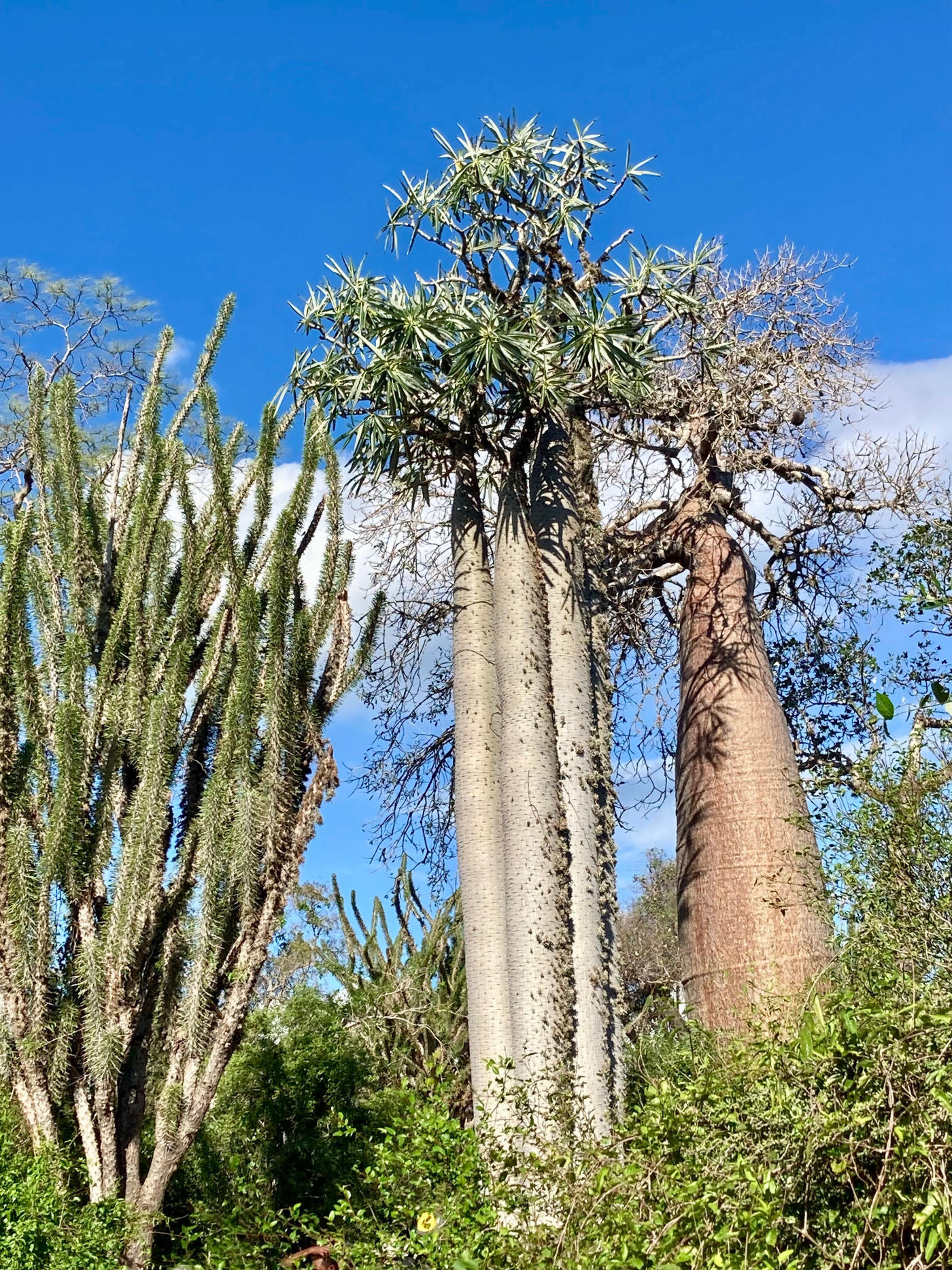 Antananarivo à l'Allée des Baobabs — photo 3