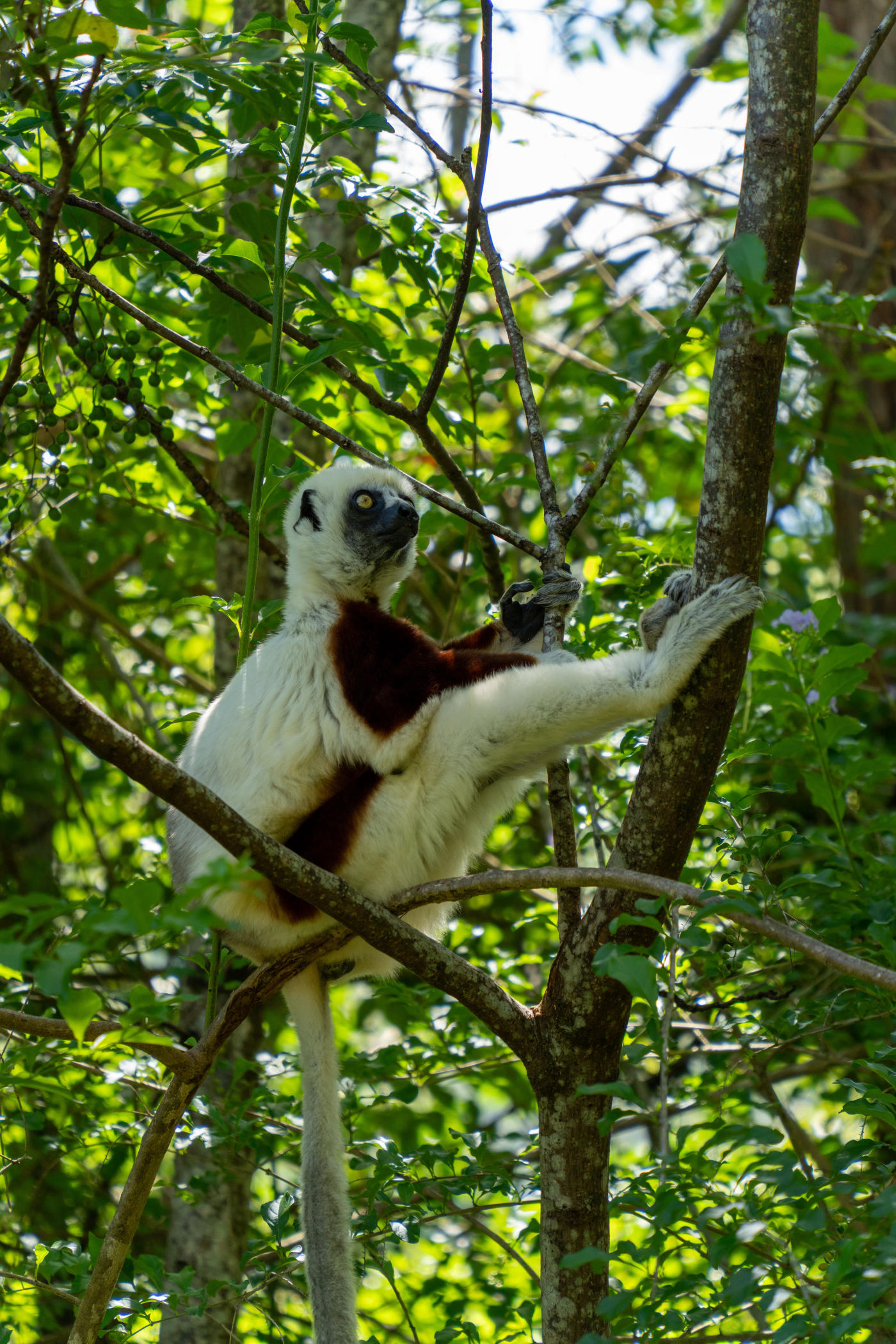 Antananarivo à l'Allée des Baobabs — photo 4