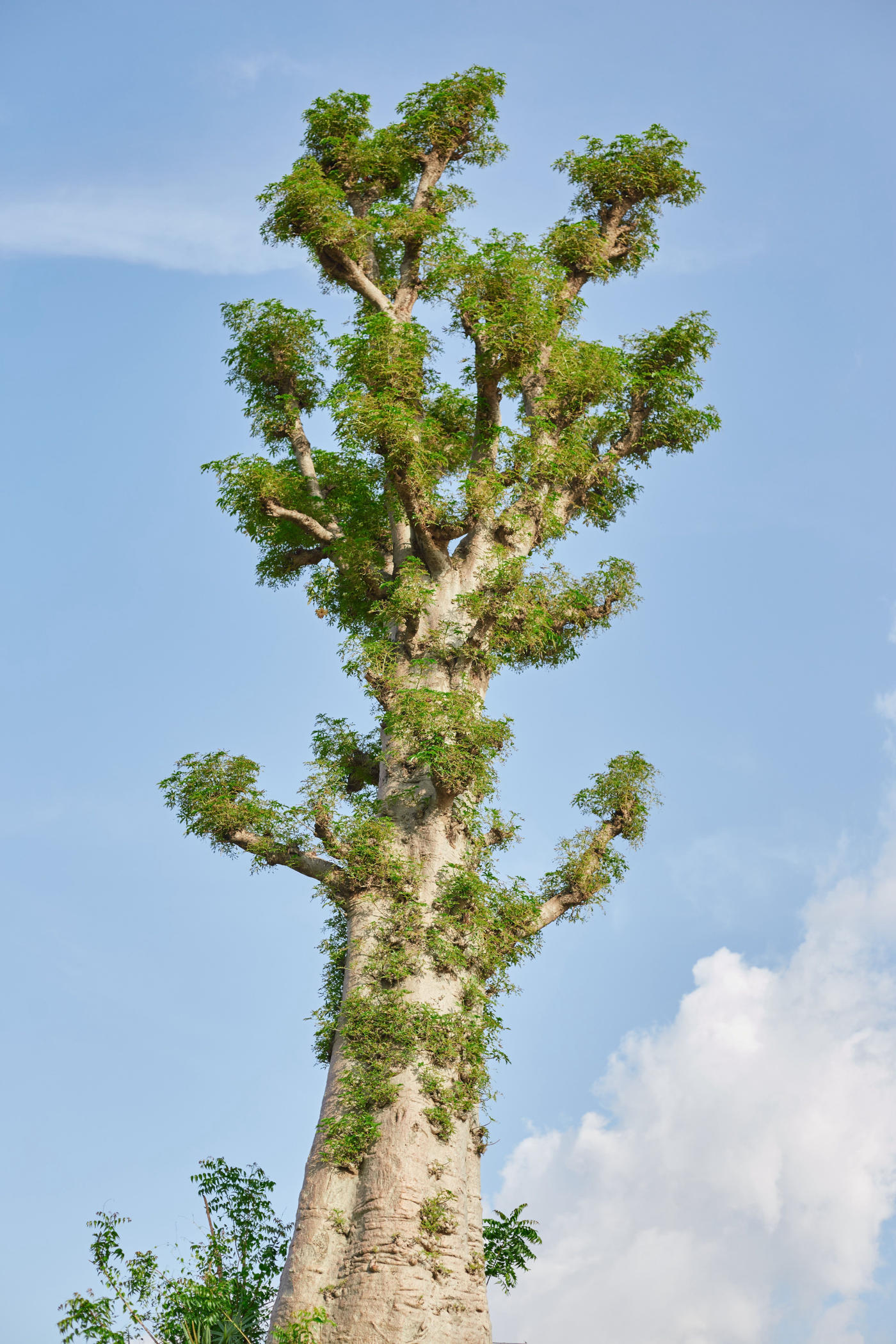 Antananarivo à l'Allée des Baobabs — photo 7