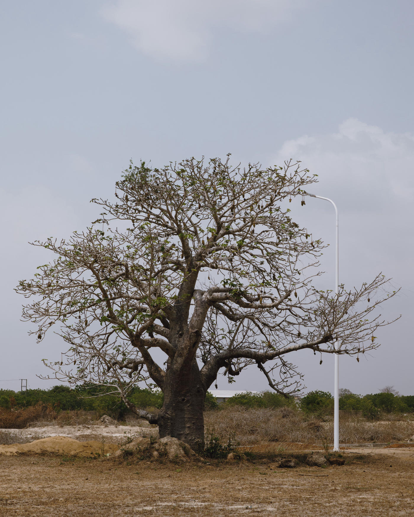 Baobab-Facing Villa