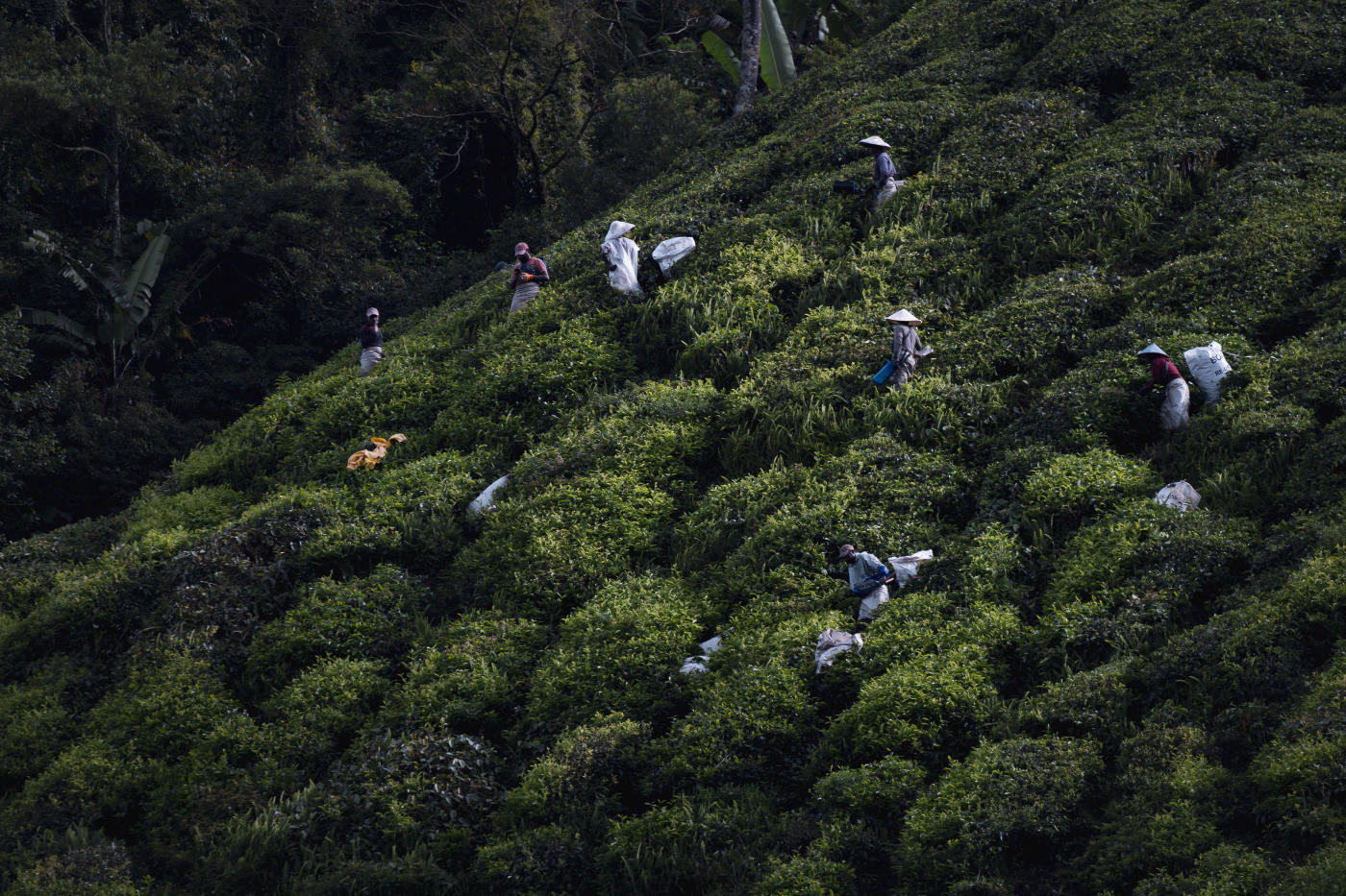 Kuala Lumpur to the Cameron Highlands — photo 6