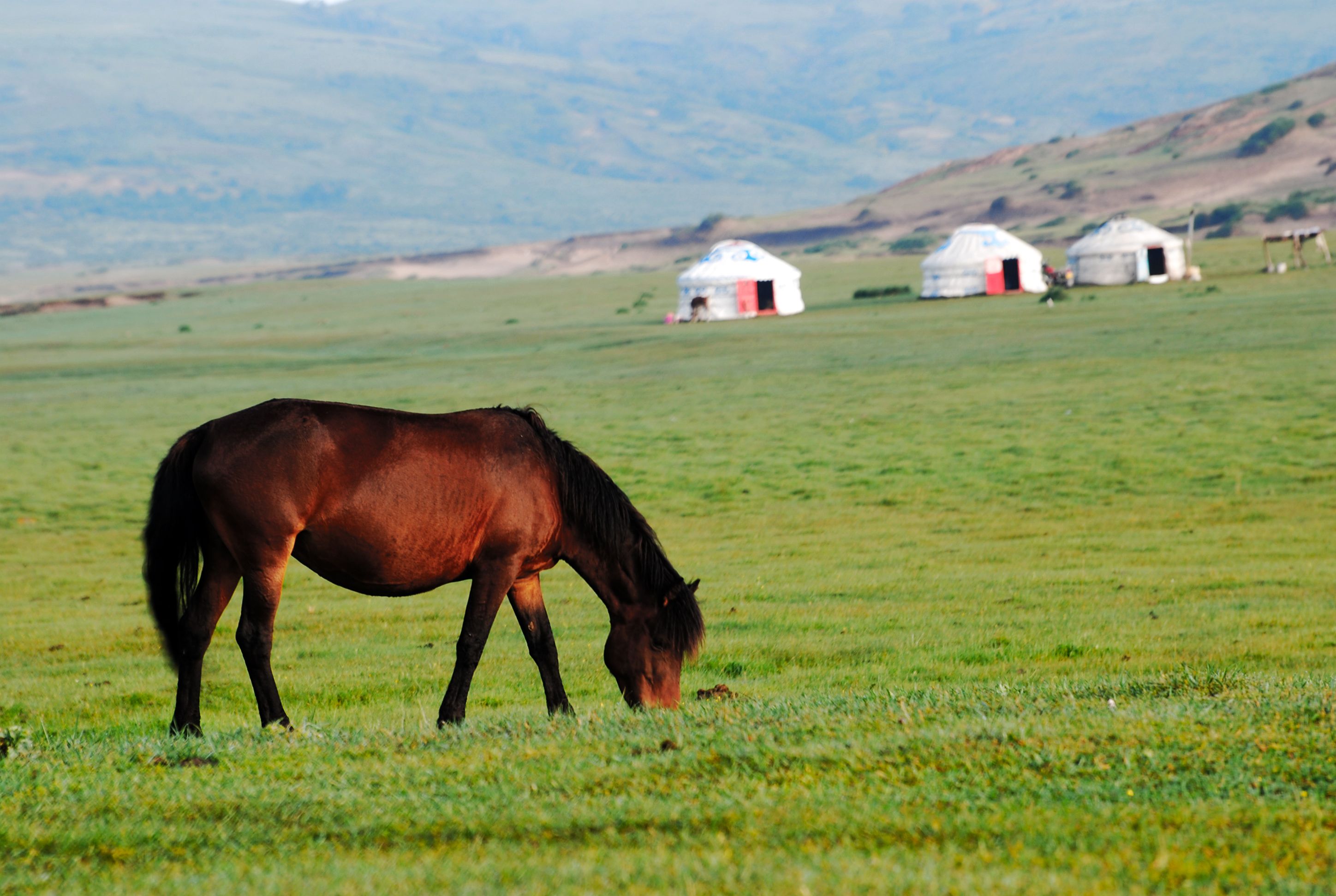 Ulaanbaatar to the Gobi Desert — photo 1