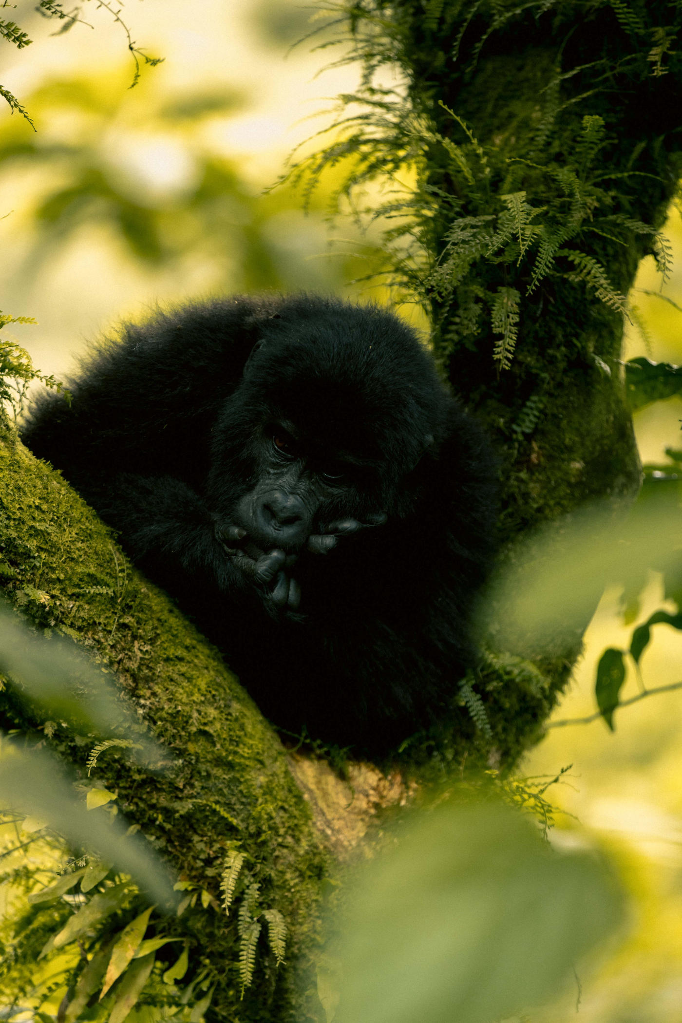 De Bwindi a Kibale — photo 3