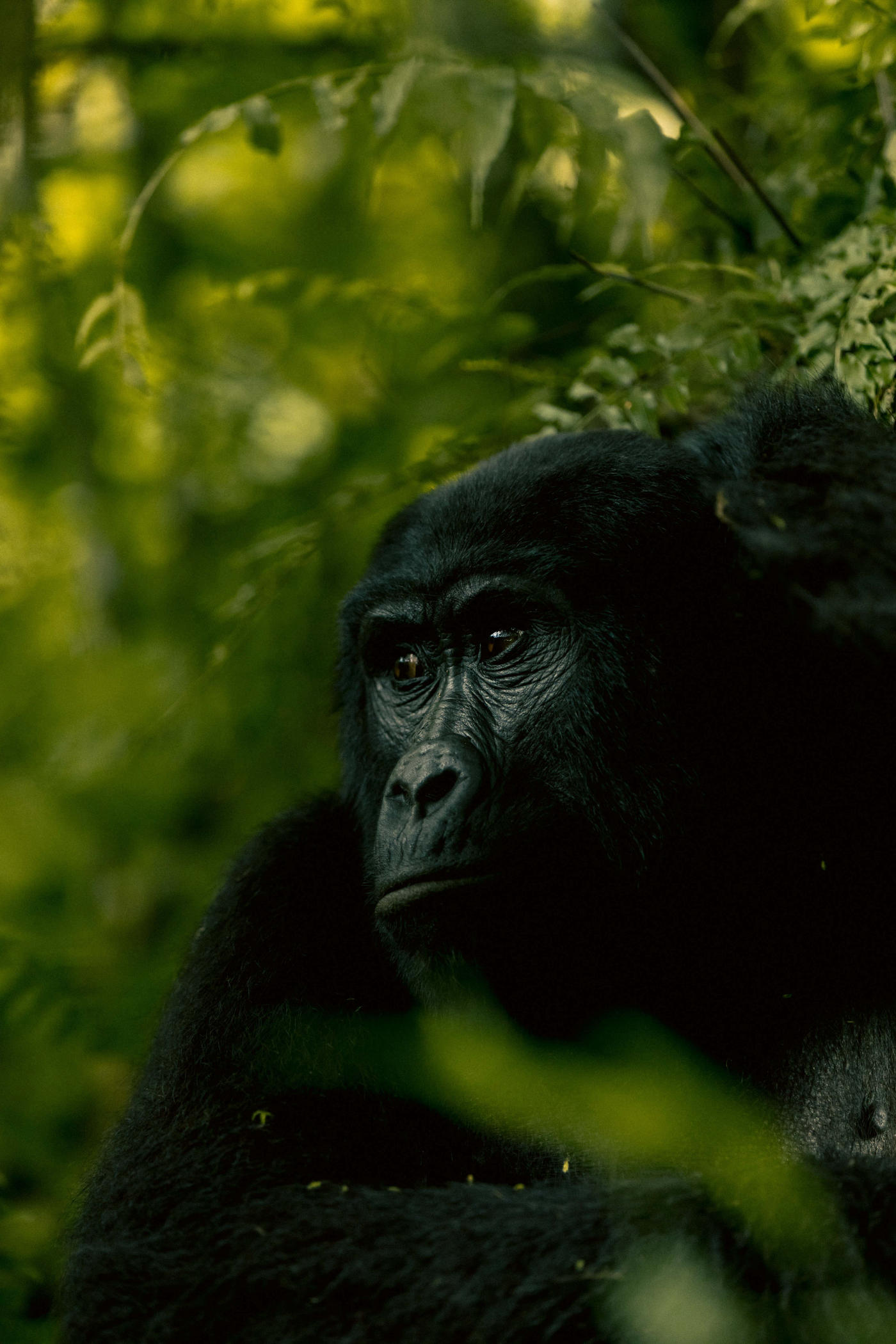 De Bwindi a Kibale — photo 4
