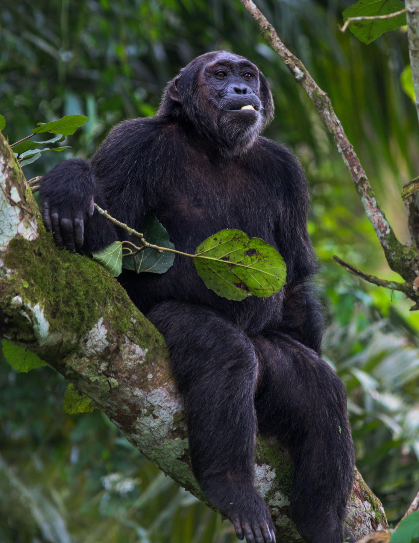 De Bwindi a Kibale — photo 5