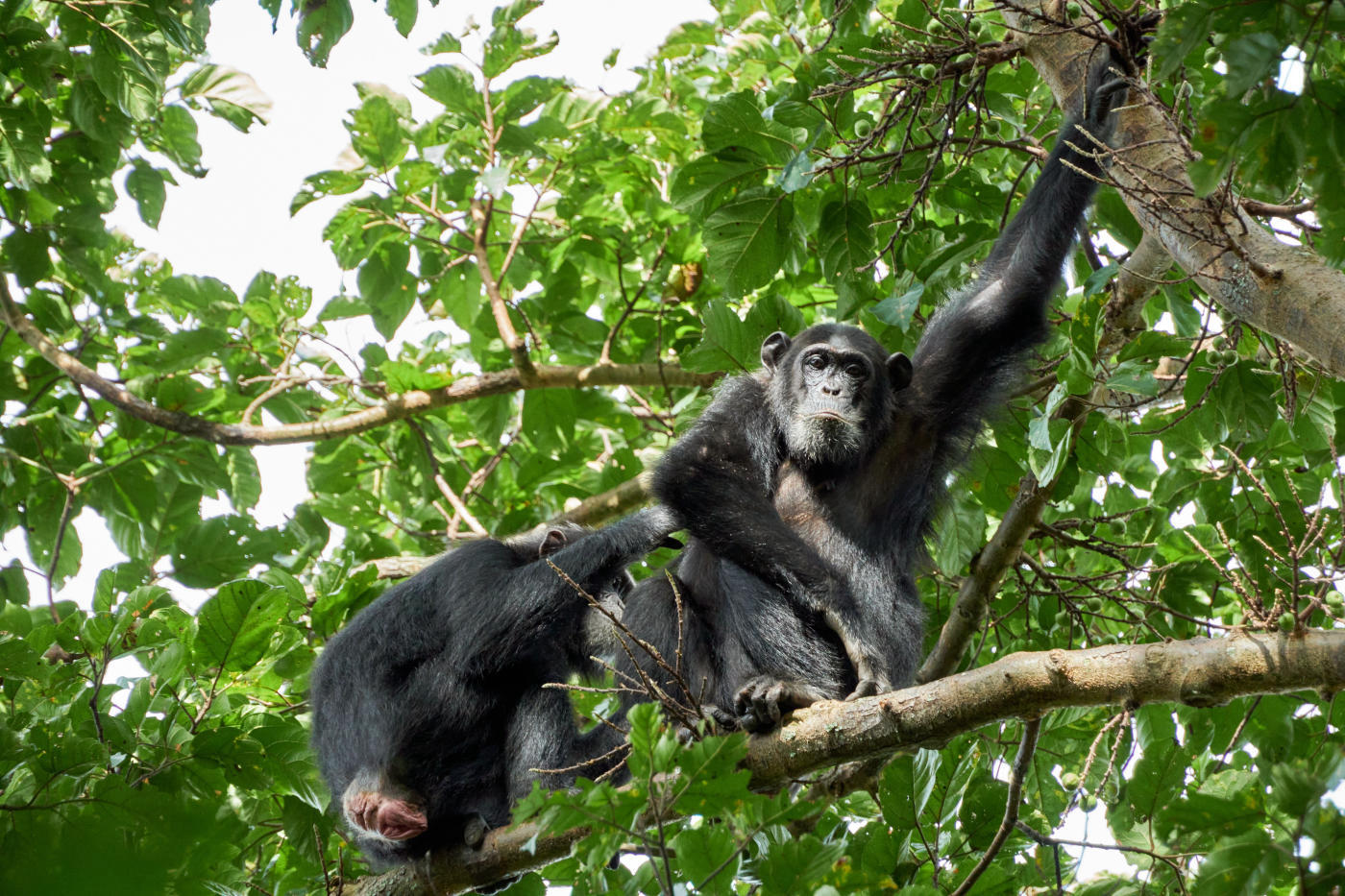 De Bwindi a Kibale — photo 6