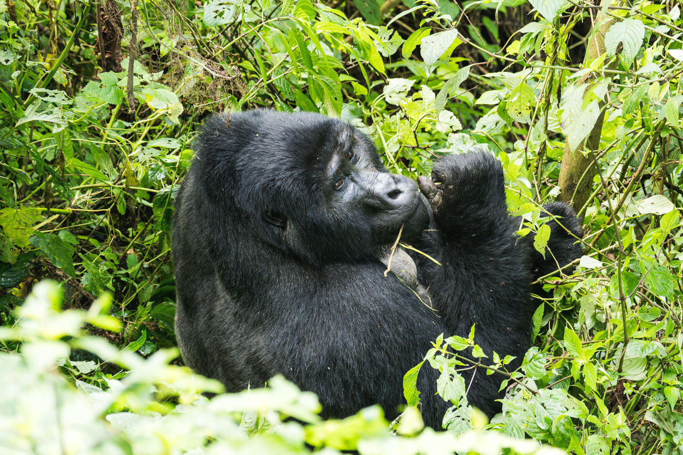 Lodge al Borde de Bwindi