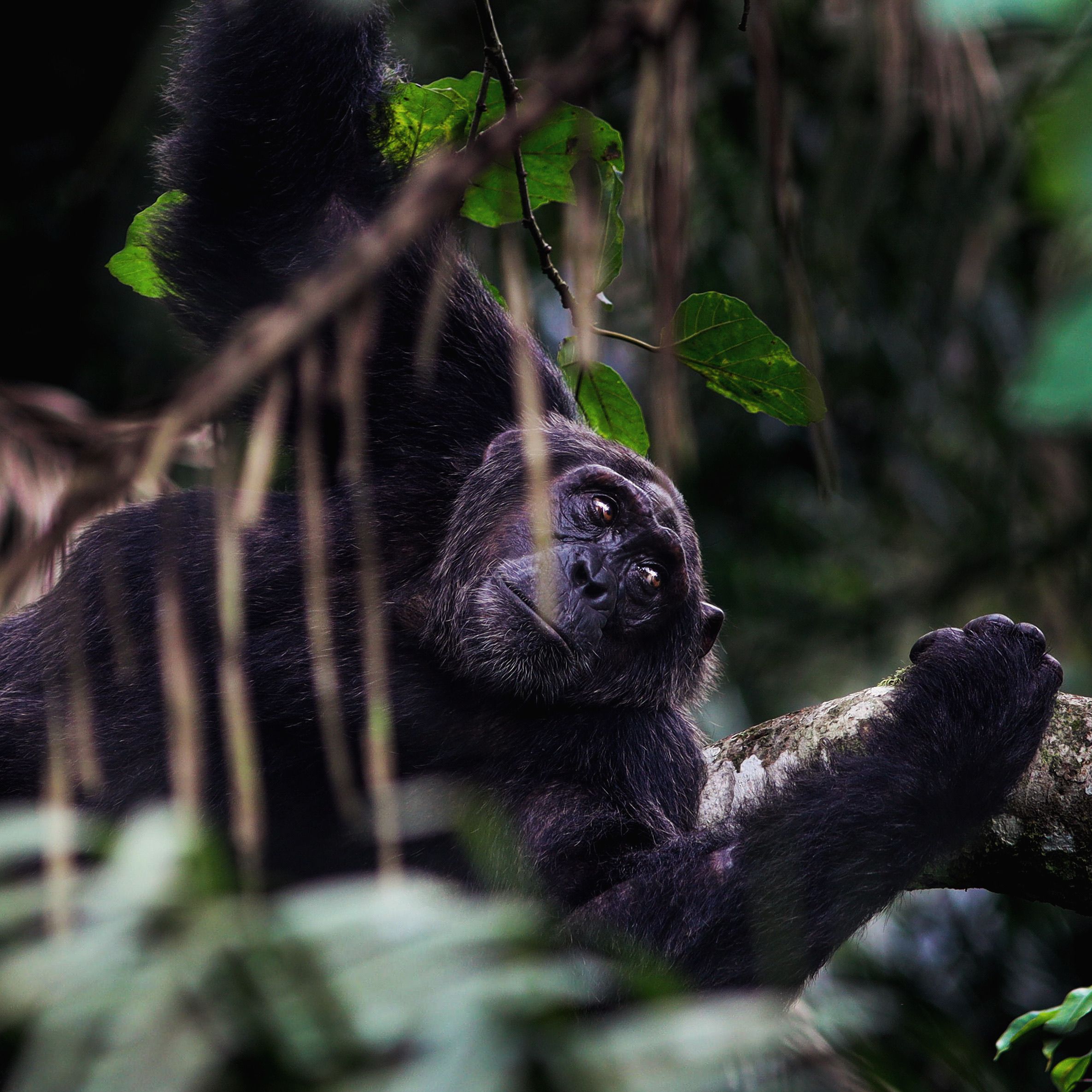Campamento de Safari de Kibale