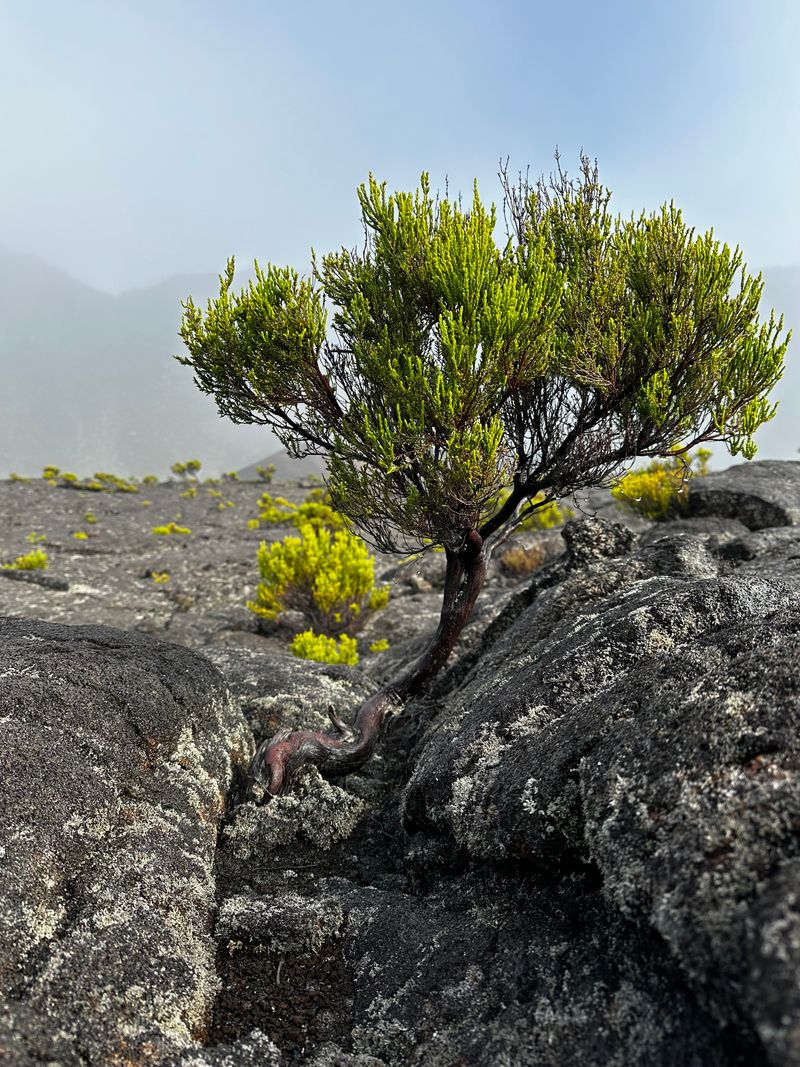 Saint-Denis au Piton de la Fournaise — photo 4