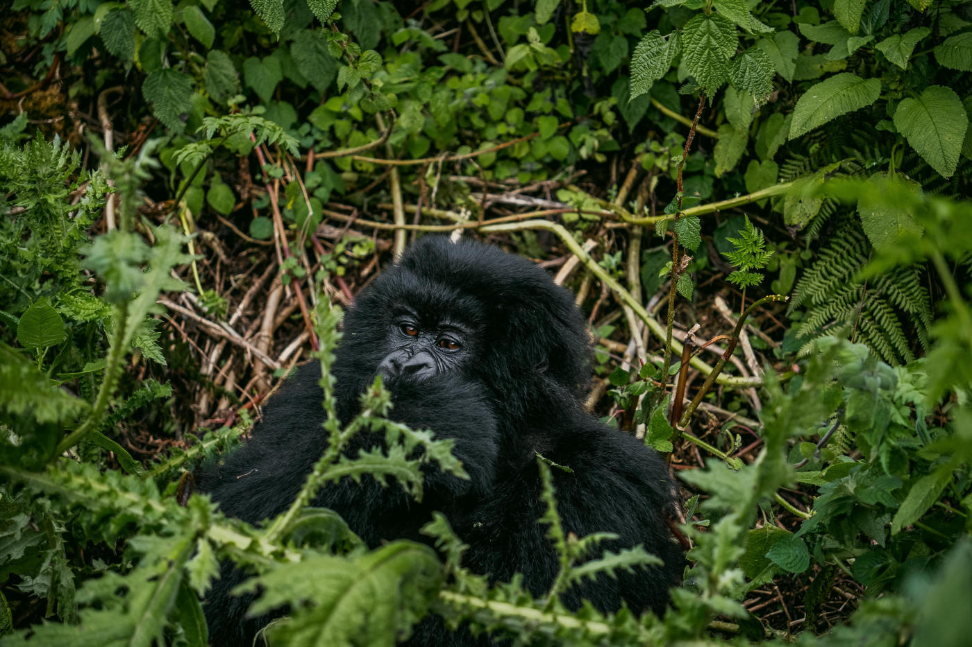Kigali to Volcanoes National Park — photo 3