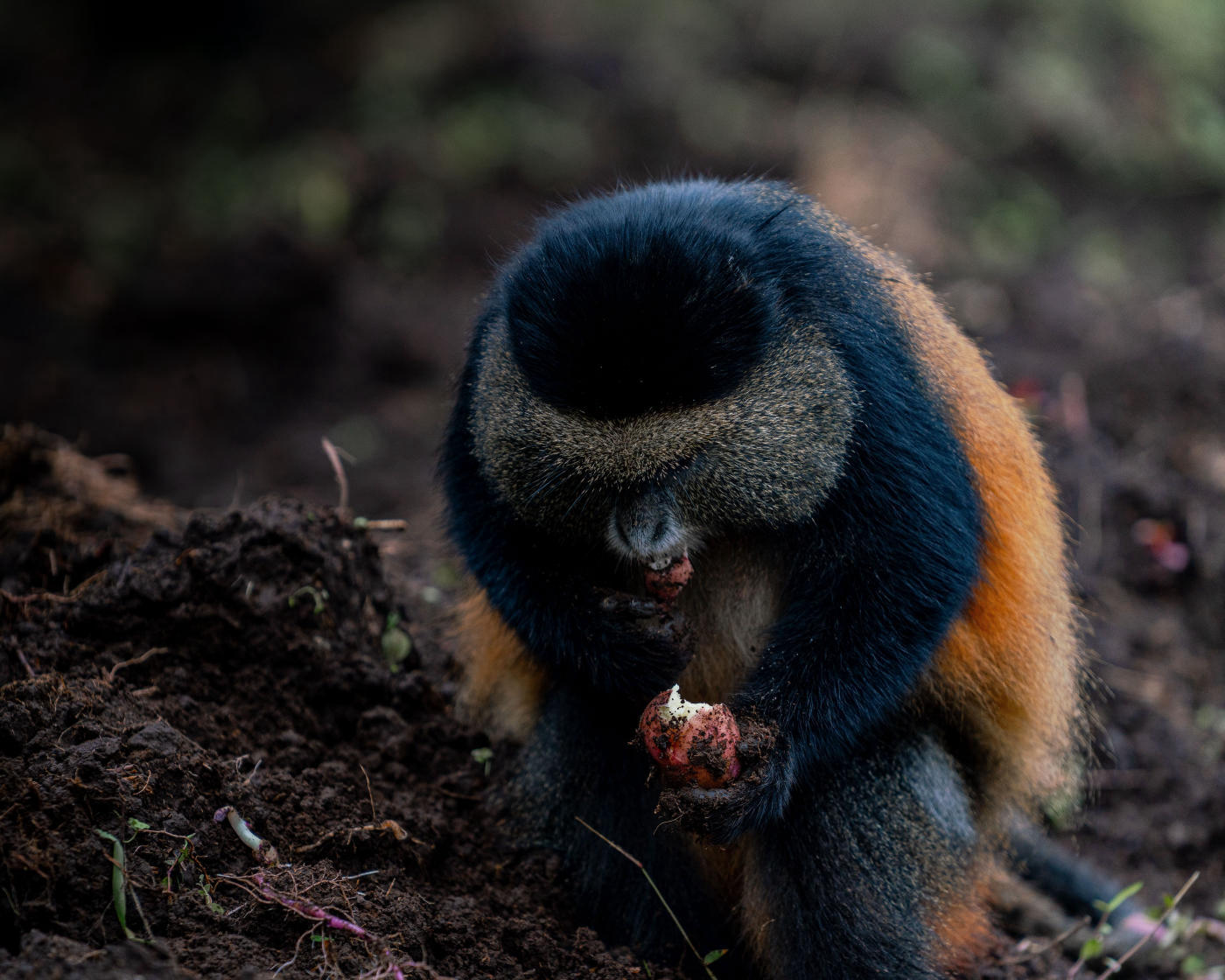 Kigali to Volcanoes National Park — photo 4