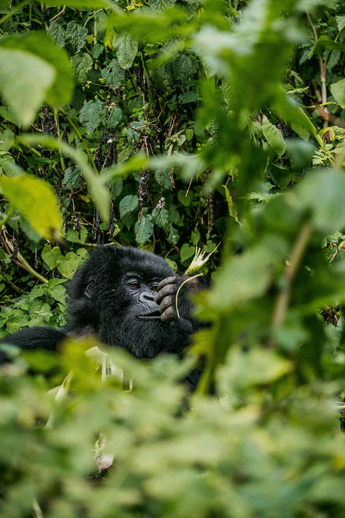 Kigali to Volcanoes National Park — photo 7