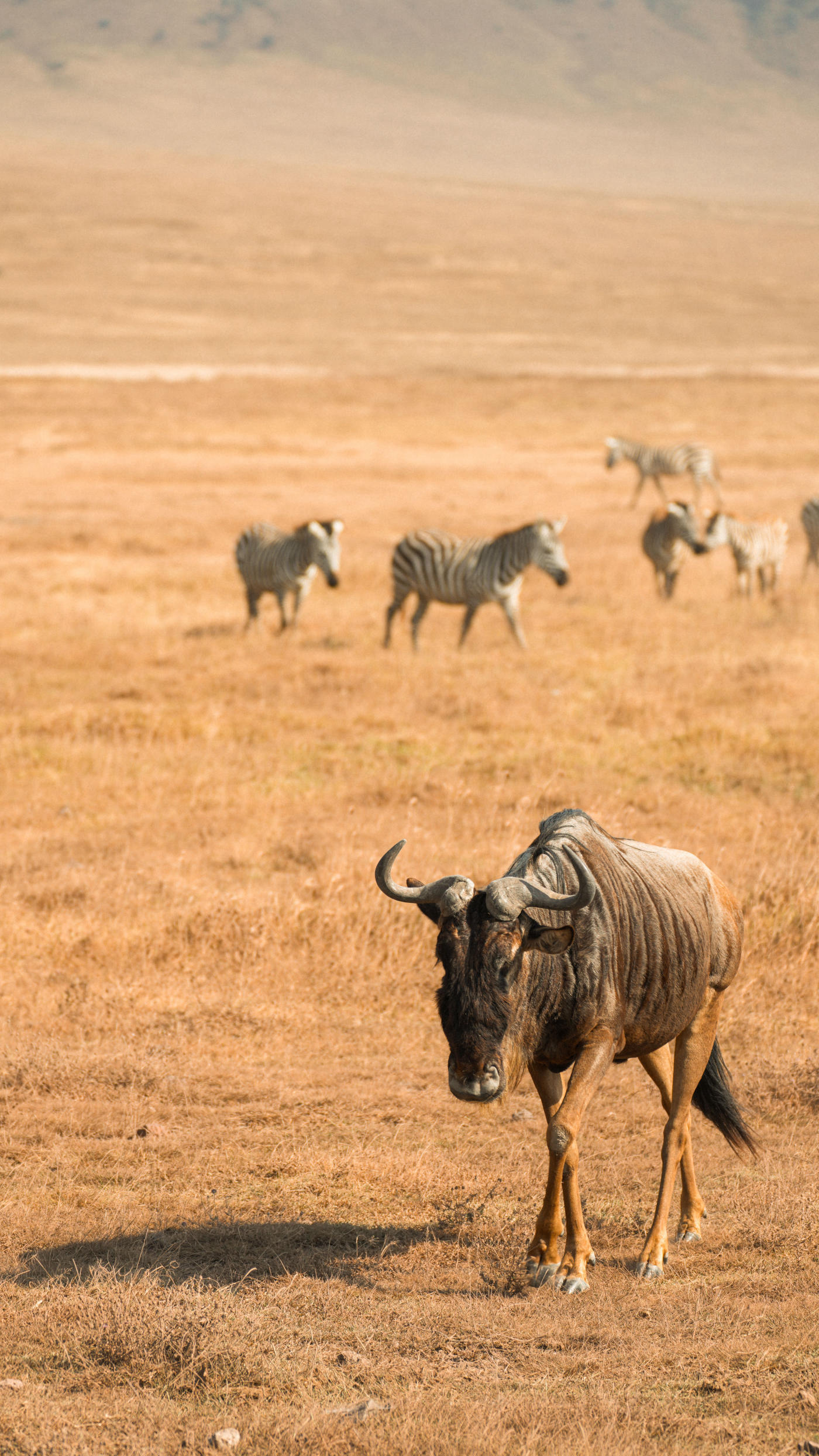 Serengeti to Zanzibar: Safari and Indian Ocean Beaches — photo 3