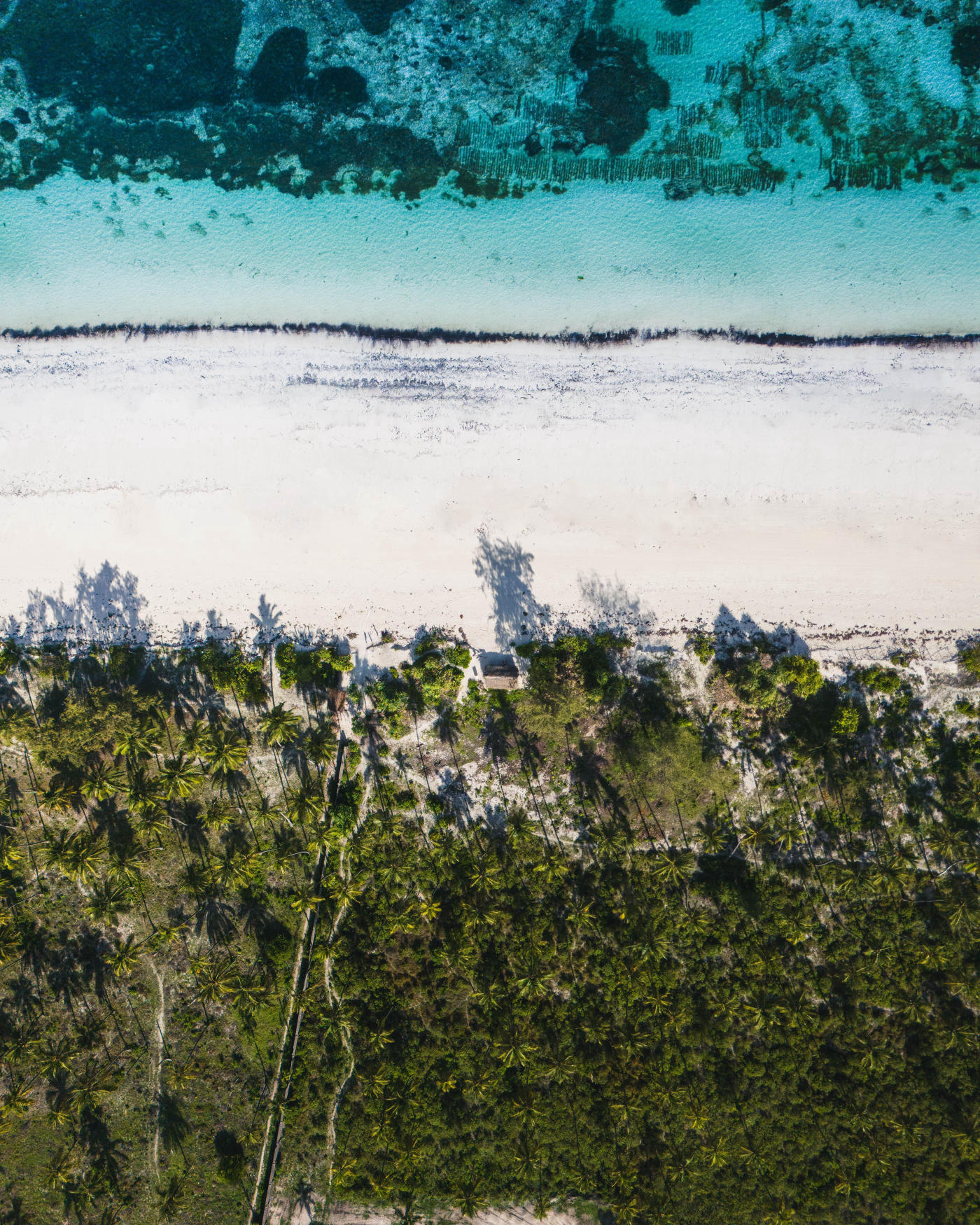 Serengeti to Zanzibar: Safari and Indian Ocean Beaches — photo 1