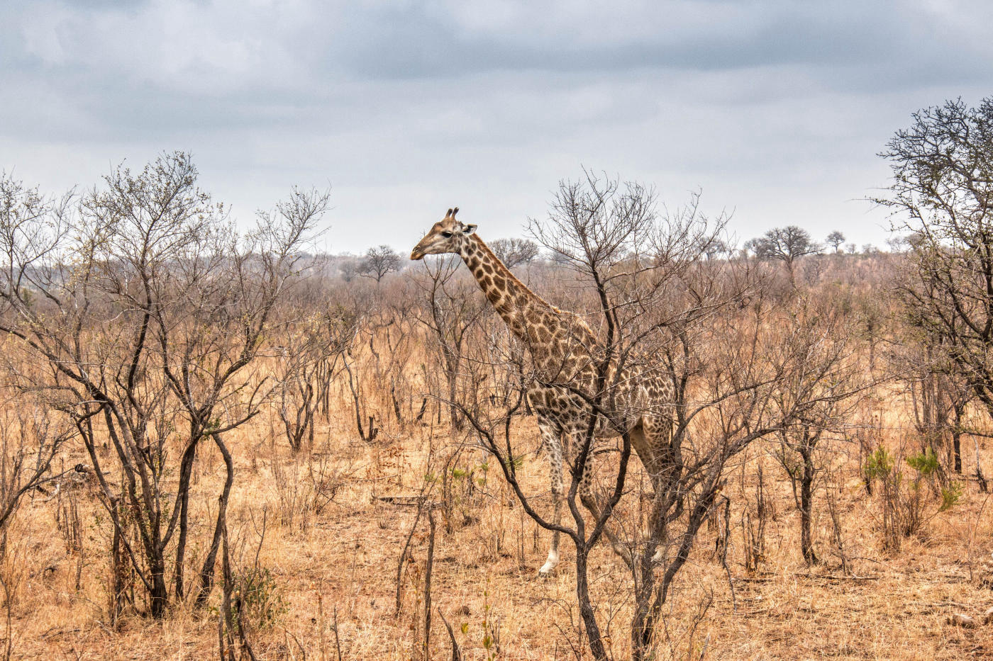 De las Cataratas Victoria a South Luangwa — photo 7