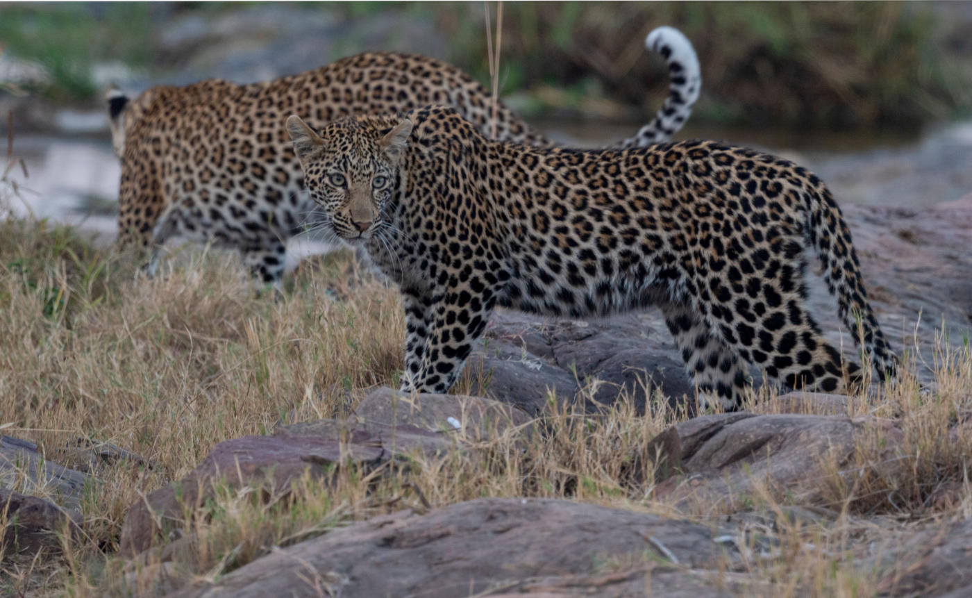 De las Cataratas Victoria a South Luangwa — photo 1