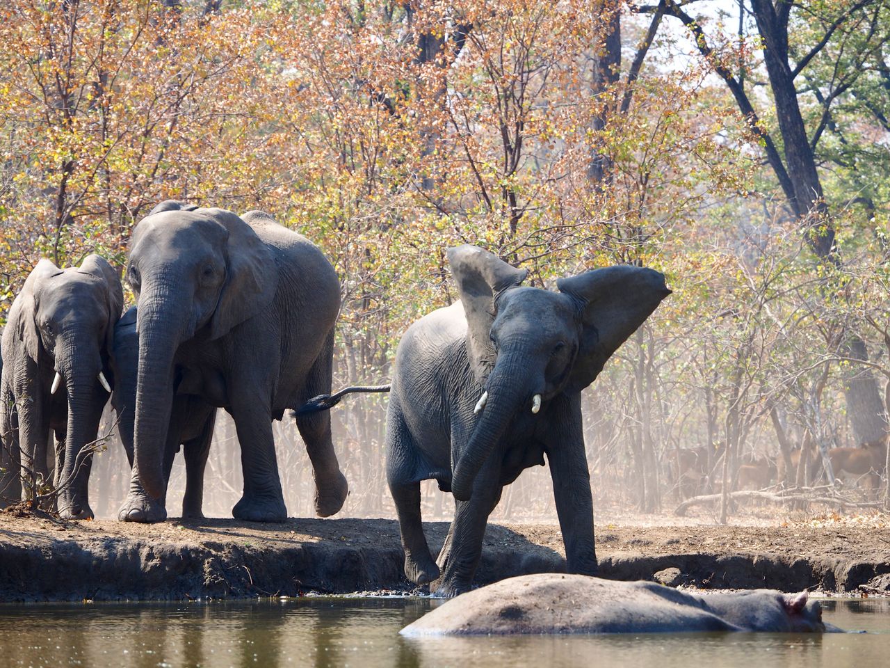 Hwange Safari Camp